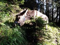 Via ferrata Mittenwalder Höhenweg