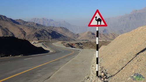 Cestou si musíte dívat pozor na velbloudy