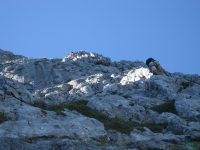 Gamsblick - Klettersteig