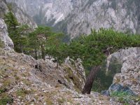 Wachthüttelkammsteig