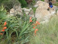 Via ferrata Shelter Rock - a její flóra.