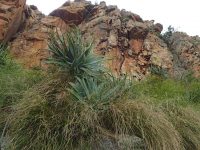 Via ferrata Shelter Rock - a její flóra.