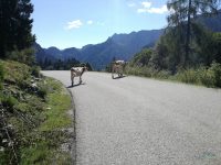Postalmklamm Klettersteig