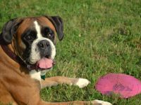 I pes zvládne vylézt via ferratu