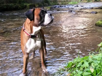 A jede se domů, venčení je u konce.