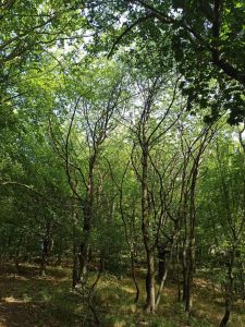 Dodávkou po ferratach